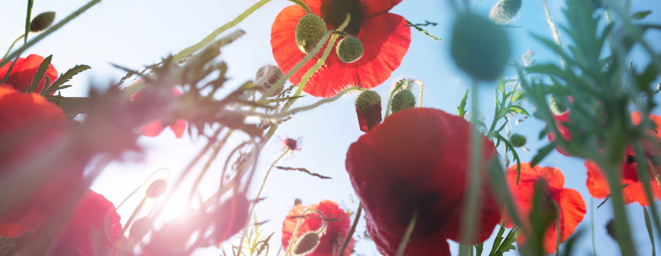 Bild von Mohnblumen und blauem Himmel, als Darstellung von Nachhaltigkeit.